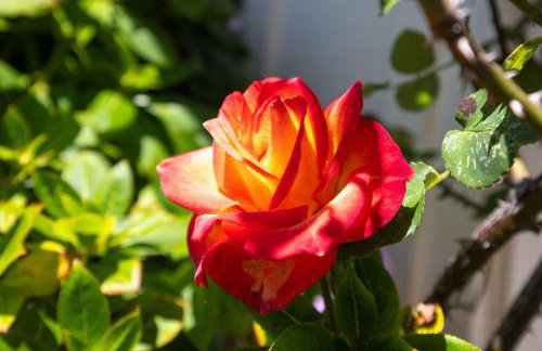 Private Cottage House - Walk to Beaches HarborFood Trials so much more - Foto 30