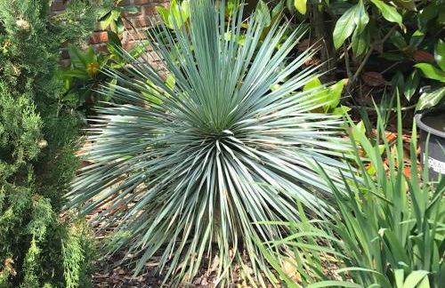 Haus Palmengarten - Foto 12