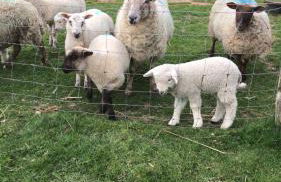 Pooks Rest - Foto 19