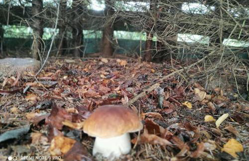 Komfortowy dom wakacyjny dla kilku rodzin - Foto 35