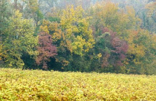 Podere di Costabella - Foto 17