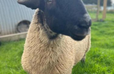 Sandy Cove Cottage - Foto 67