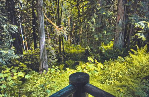 Bear Den Log Cabin - Meredith Lodging - Foto 40