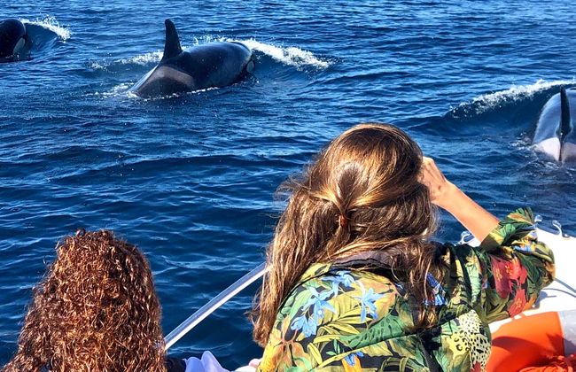 Faro Dolphin Watching Tour - Photo 8