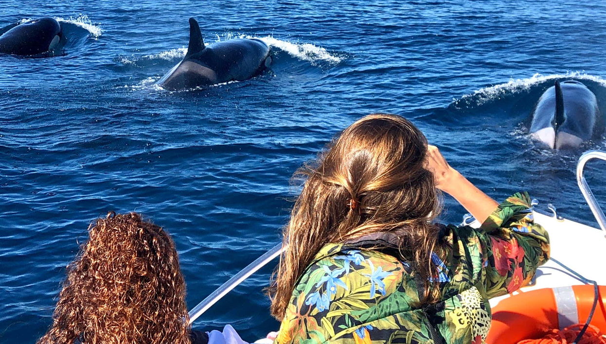 Faro Dolphin Watching Tour