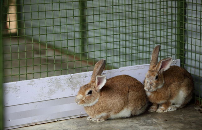 Harvest Fresh Farms - Foto 18