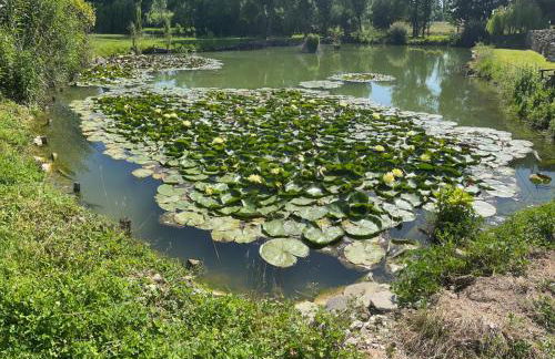 Le tarin des aulnes - Grand gîte Nénuphar - Photo 13
