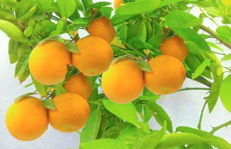 Hacienda Sol Trapiche - Foto 28