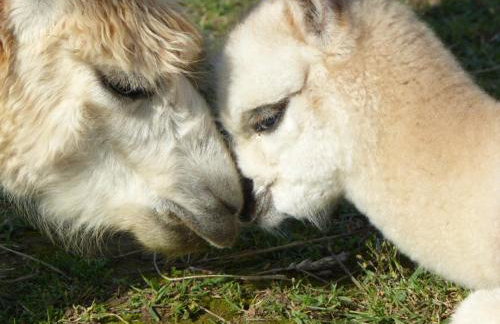 Alpaka-Ranczo AFF - Foto 18