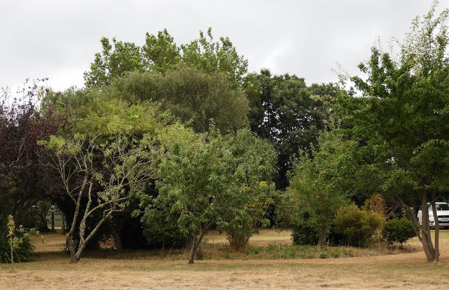 Somerset Caravan Park - Foto 34