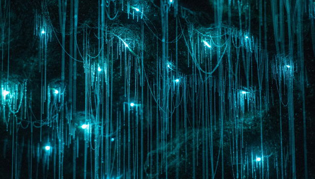 Excursión a las cuevas Glow Worm de la montaña Tamborine