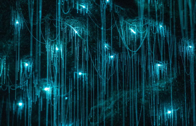 Glow Worm Caves Day Trip from Brisbane - Photo 1