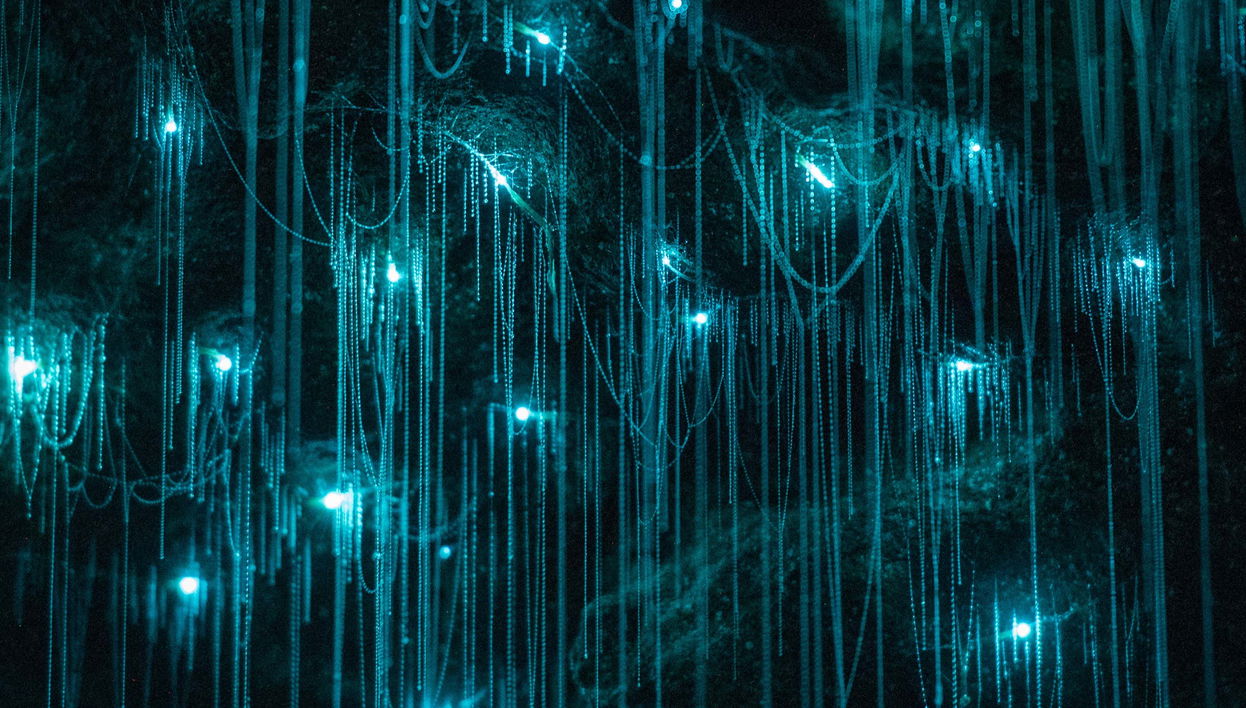 Excursão às Glow Worm Caves da montanha Tamborine