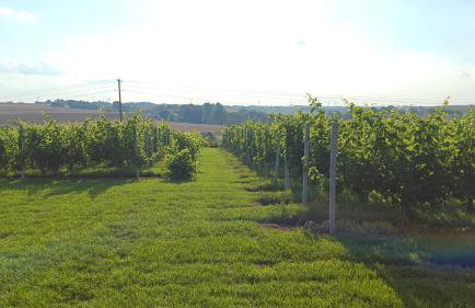 Domki w Winnicy - Świętokrzyska Winnica Knapów - Foto 44