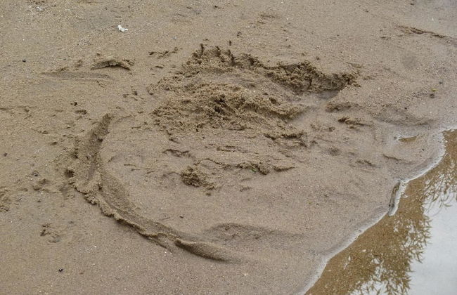 La Fauvette - Foto 18