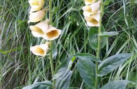 Le ZEN au pied du Grand Veymont en été en hiver - Foto 21