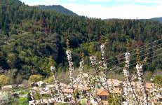 Forrest Guesthouse - Foto 53