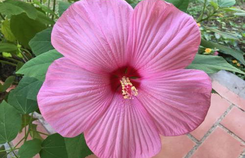 Villa Betty - Foto 12