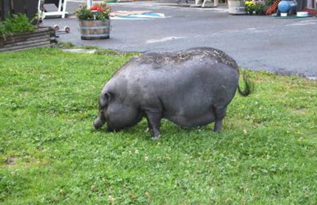 Alpengasthof Krische - Photo 59