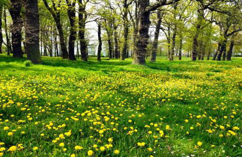 Ostsee Residenz Meeresblick Strandjuwel - Foto 14