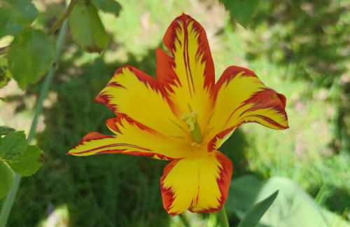 Gemütliches Gästehaus am Park - Foto 14