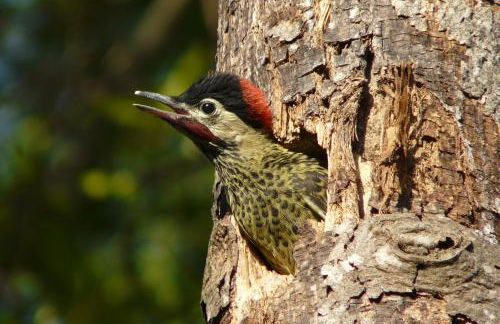 Hotel Fazenda Areia que Canta - Foto 33