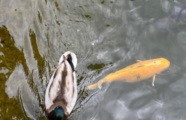 Appartementhof Stadler - Foto 43