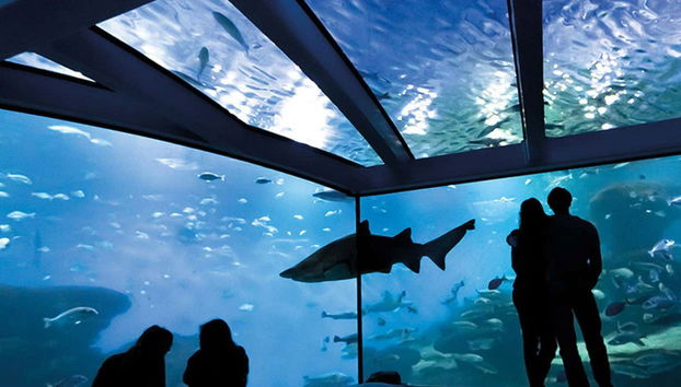 Palma Aquarium Tickets - Foto 2