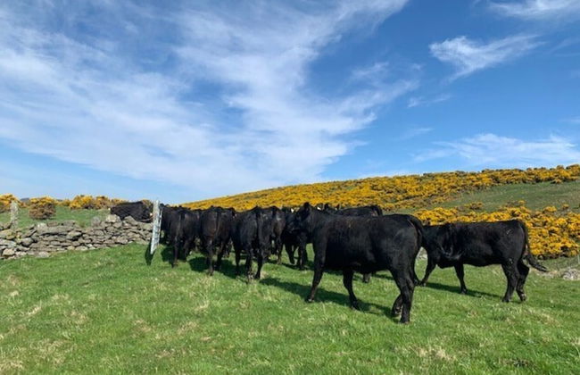Traditional Bothy Accommodation - Foto 13