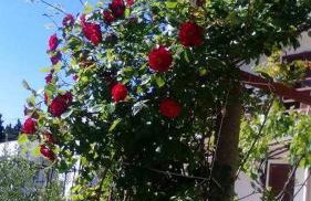 Apartman Sucuraj - Foto 6