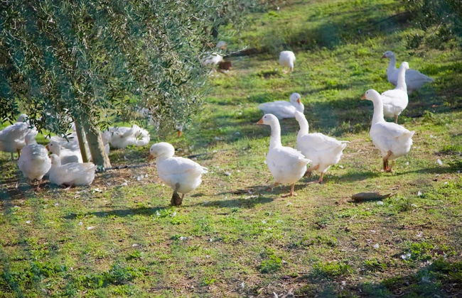 Agriturismo Le Bucoliche - Foto 58