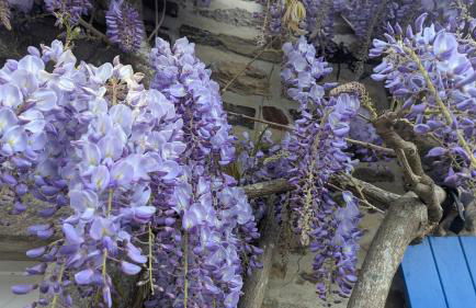 La Glycine, maison normande proche de la mer et des lieux touristiques - Foto 19