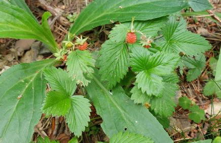 Senet Rural - Foto 30