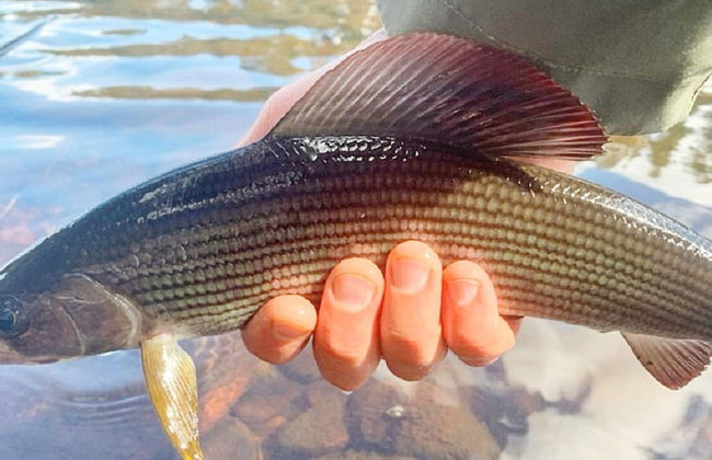 8 Person Holiday Home in Salen - Foto 13