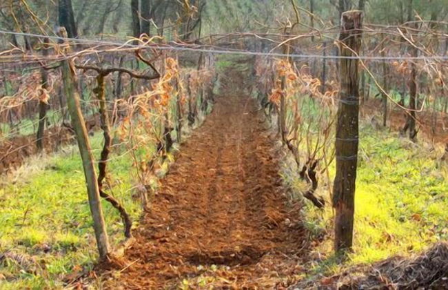 Agriturismo Cascina degli Ulivi - Foto 15