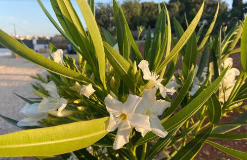 Quinta do Sr. Cabrita - Foto 61