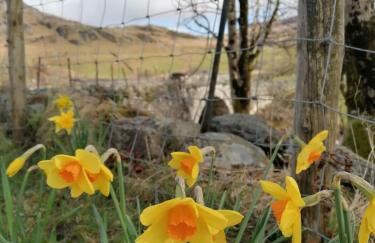 Claires Cottage - Photo 51