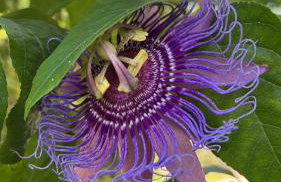 Casa incrível e aconchegante em Barra Grande - BA, Ponta do Mutá, em condomínio com excelente localização à 5 minutos da PRAIA e dos melhores BEACH CLUBS, próximo ao charmoso centrinho de Barra Grande e comércios - Foto 43