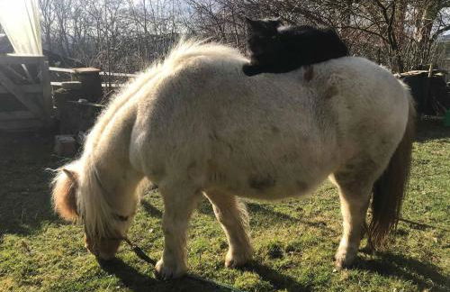 Ferienhaus Napoleon - Foto 31