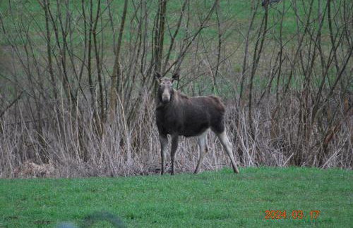 Siedlisko na Górce - Foto 53