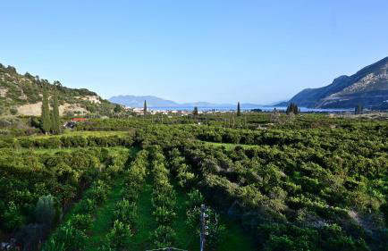 The Olive Tree - Photo 24