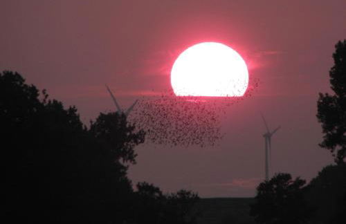 Haus Sonnenhof am Dollart 45240 - Foto 15