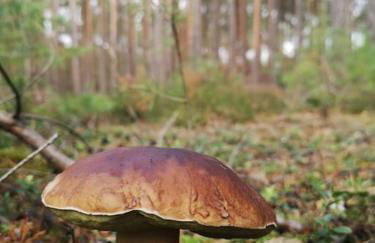 Gästesuite am Waldrand, Ausstieg auf Zeit - Foto 14