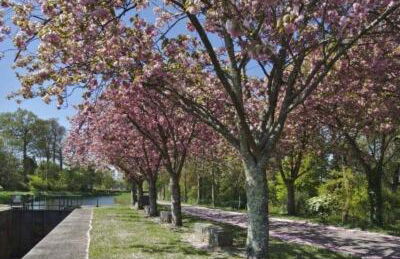 The Barn Owls - Foto 18