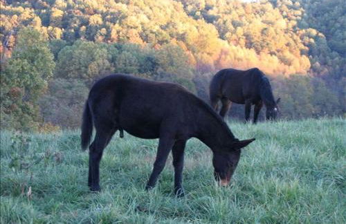 Lovely Cottage on Farm near Shenandoah National Park, Virginia - Foto 23