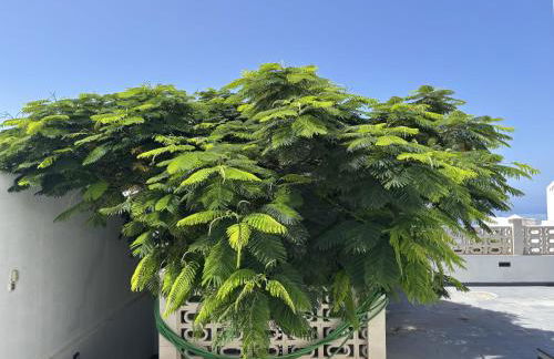 Villa Casa Flamboyant - Foto 40