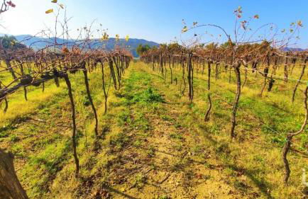 Podere Mona - Foto 7