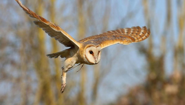 Shirvan National Park: Gazelle Safari and Birdwatching - Full-Day Tour with Optional Village Lunch - Foto 2