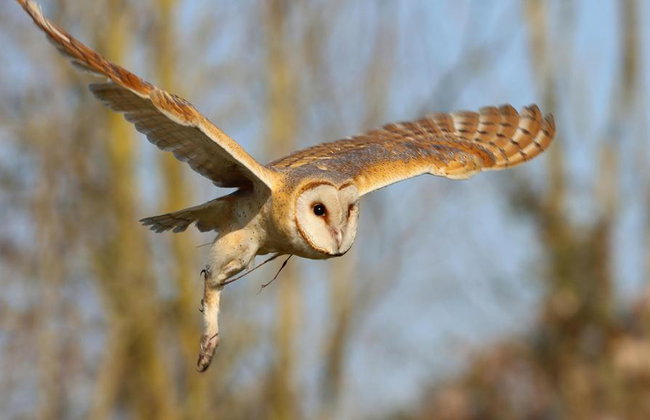 Shirvan National Park: Gazelle Safari and Birdwatching - Full-Day Tour with Optional Village Lunch - Foto 2