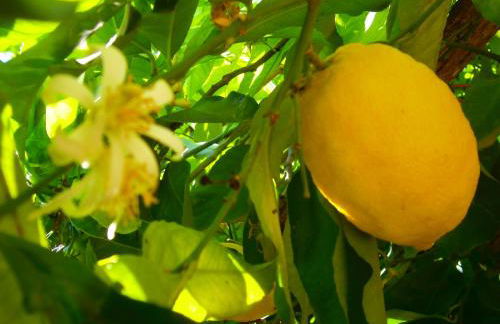 Villa En Rose - Foto 27